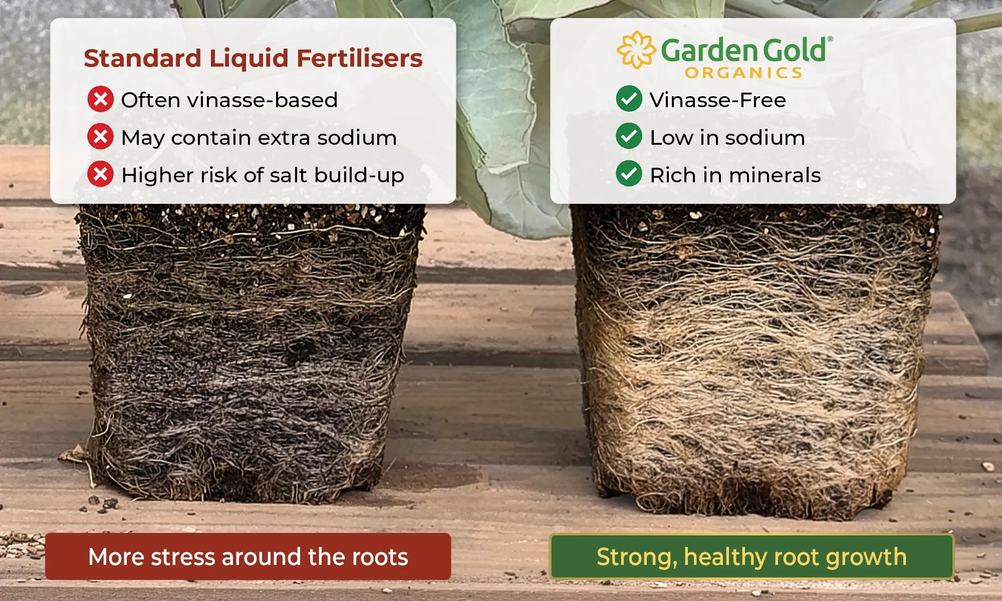 Root growth comparison showing standard vinasse-based fertiliser versus Garden Gold vinasse-free fertiliser with low sodium and richer mineral nutrition