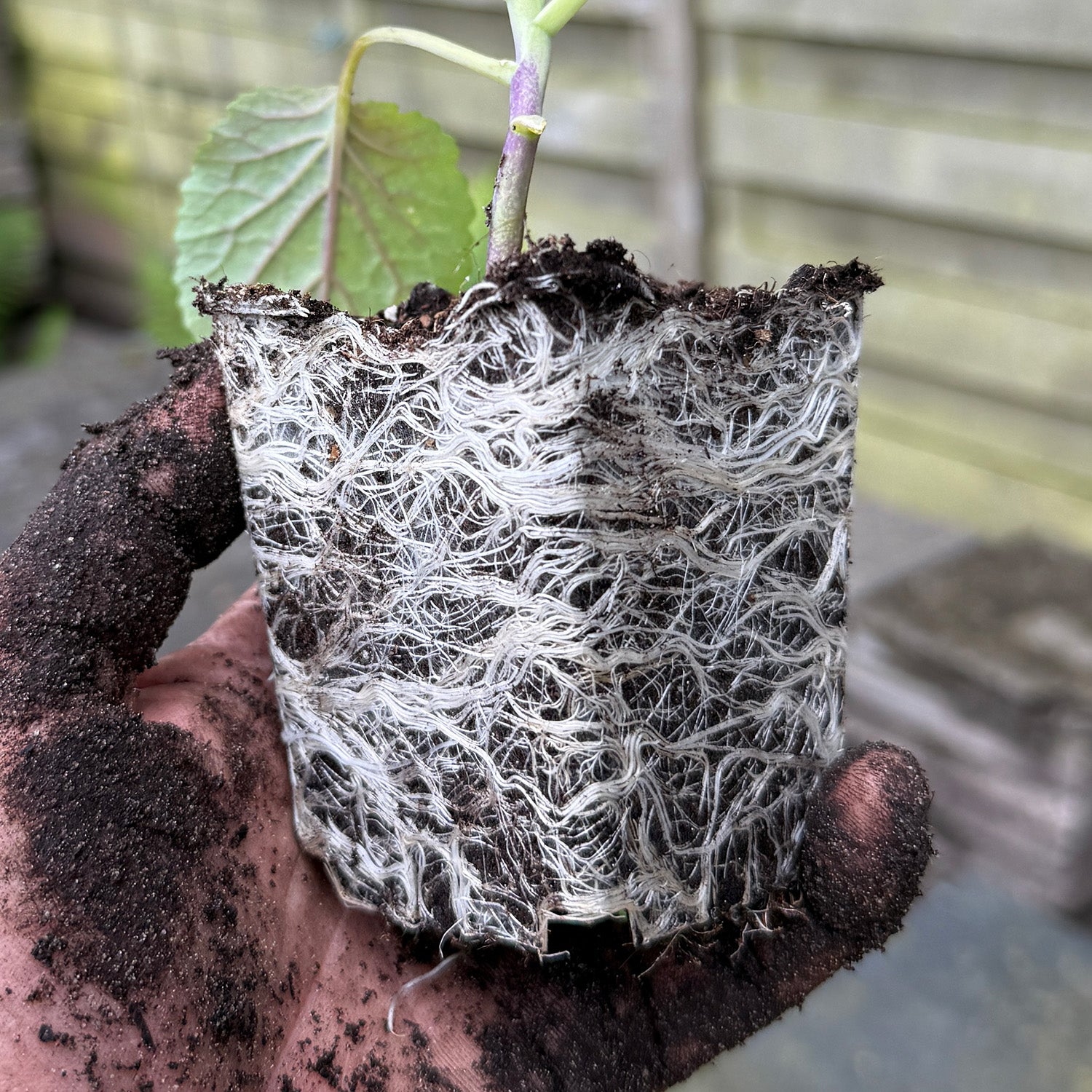 GARDEN GOLD - Amazing root development for your cabbages