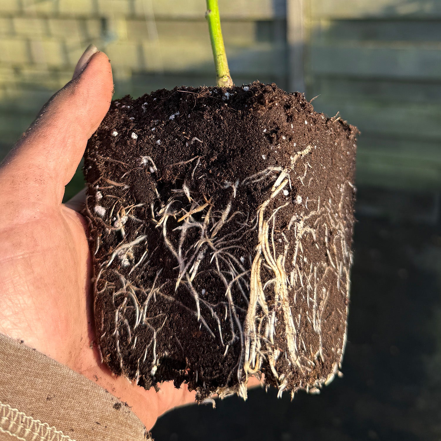 GARDEN GOLD - Amazing root development for your chile peppers
