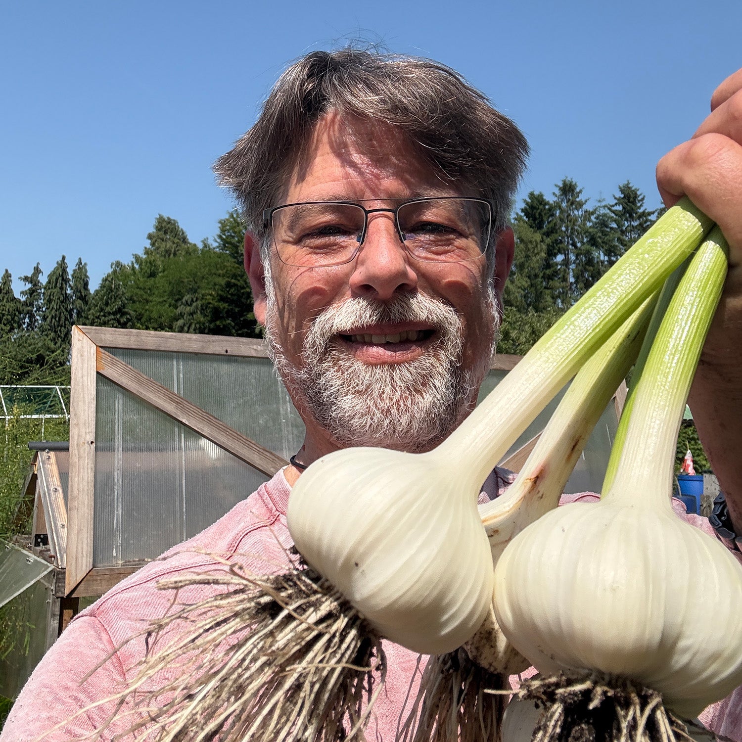 Best garlic harvest ever this year with GARDEN GOLD!