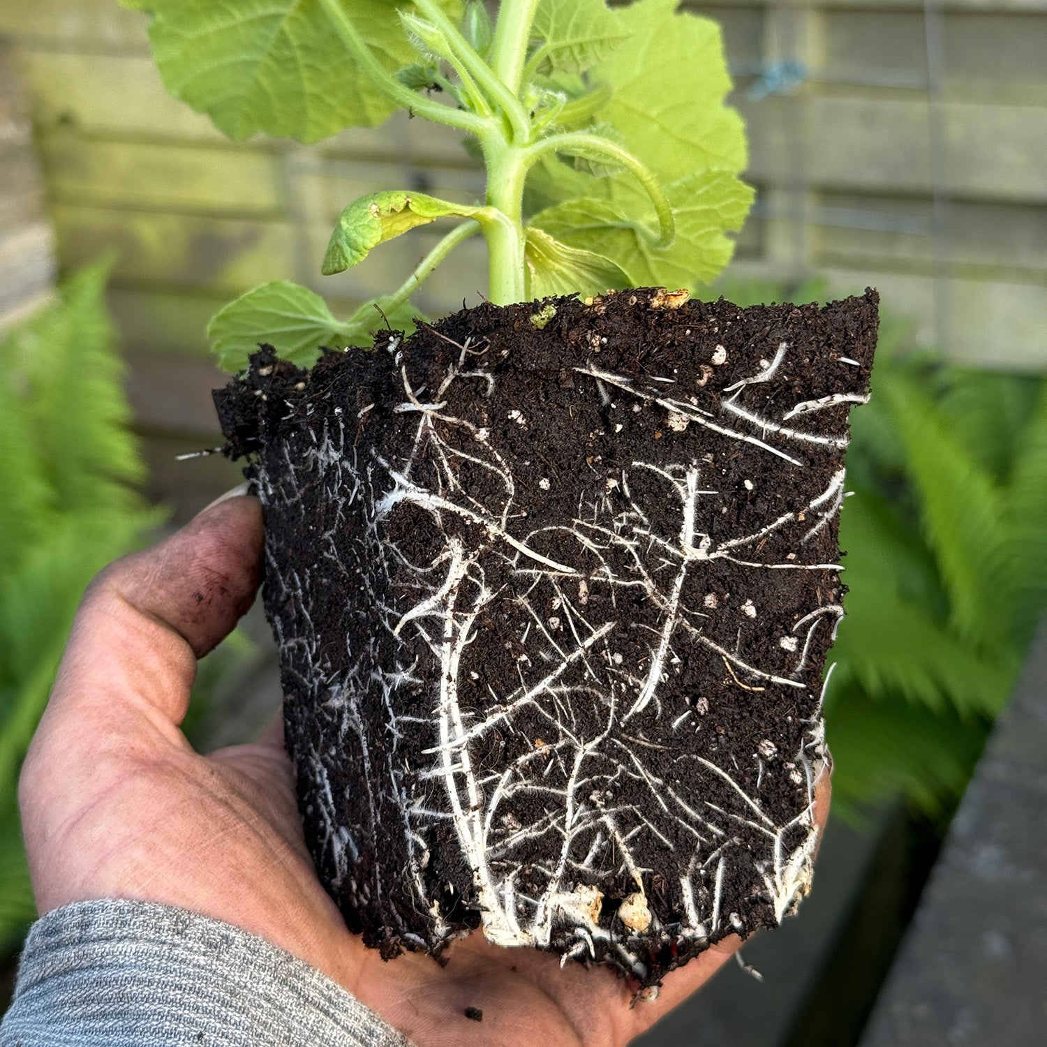 GARDEN GOLD - Amazing root development for your pumpkins