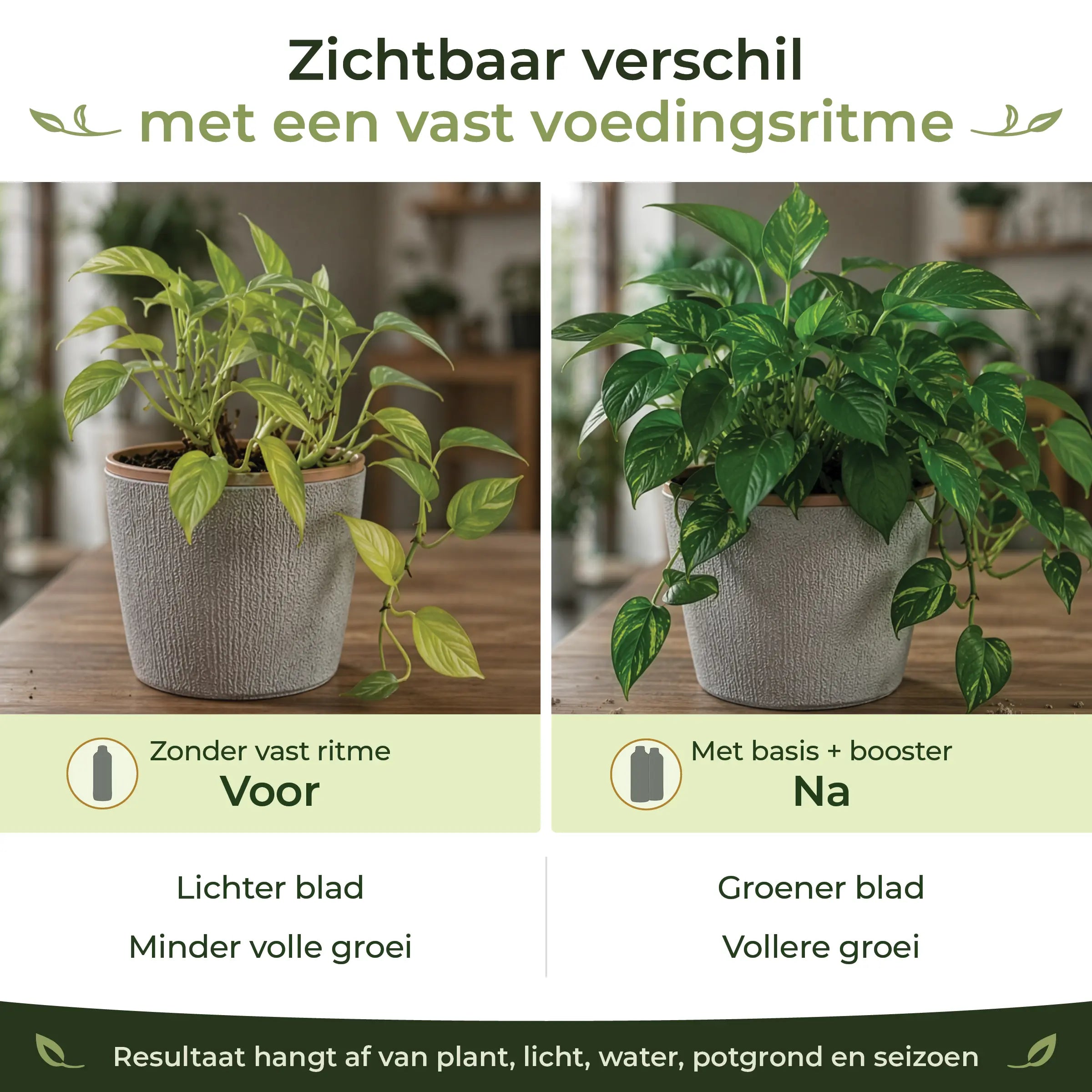 Before and after comparison showing fuller green houseplant growth with a consistent feeding routine