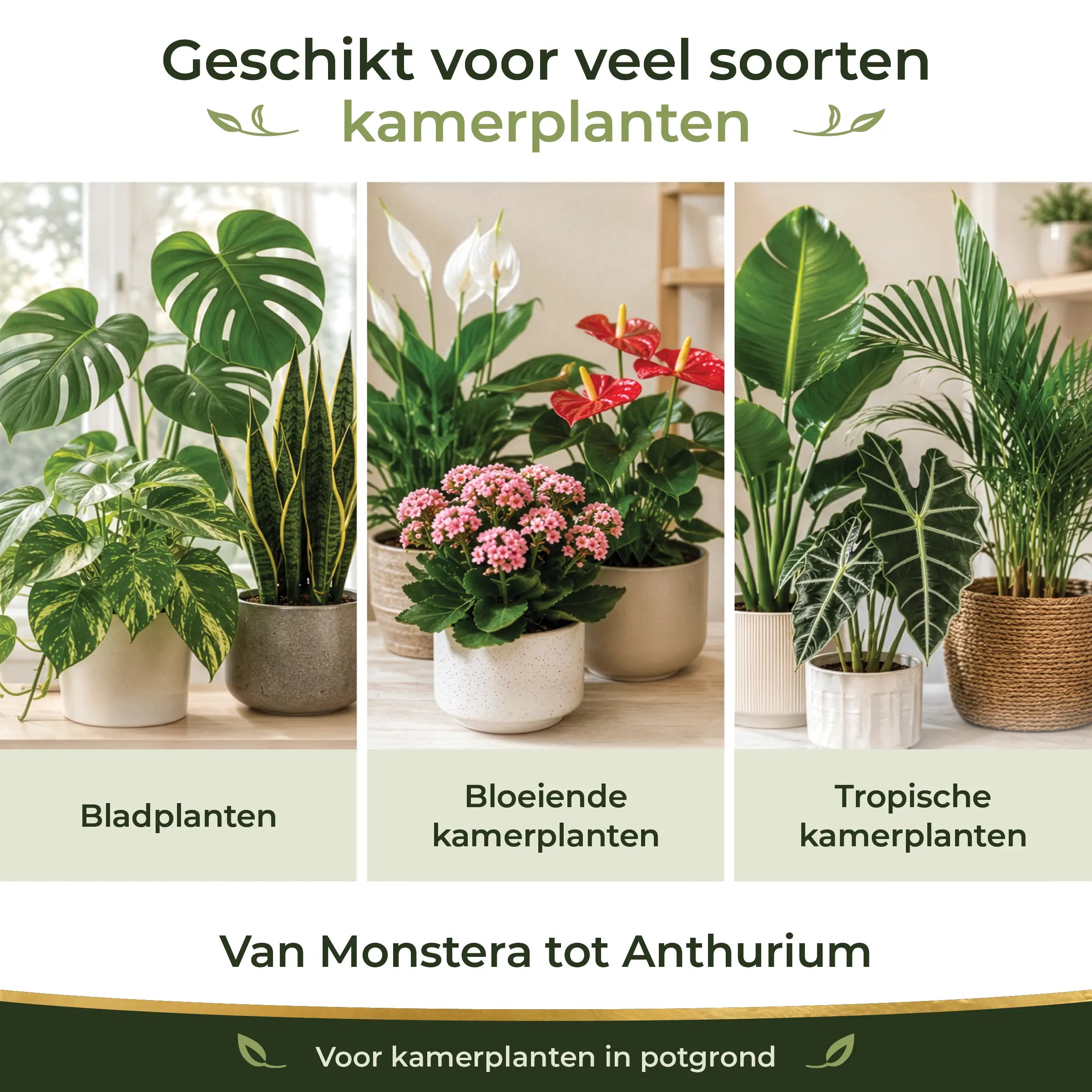 Houseplant Starter Pack suitable for foliage plants, flowering houseplants and tropical houseplants