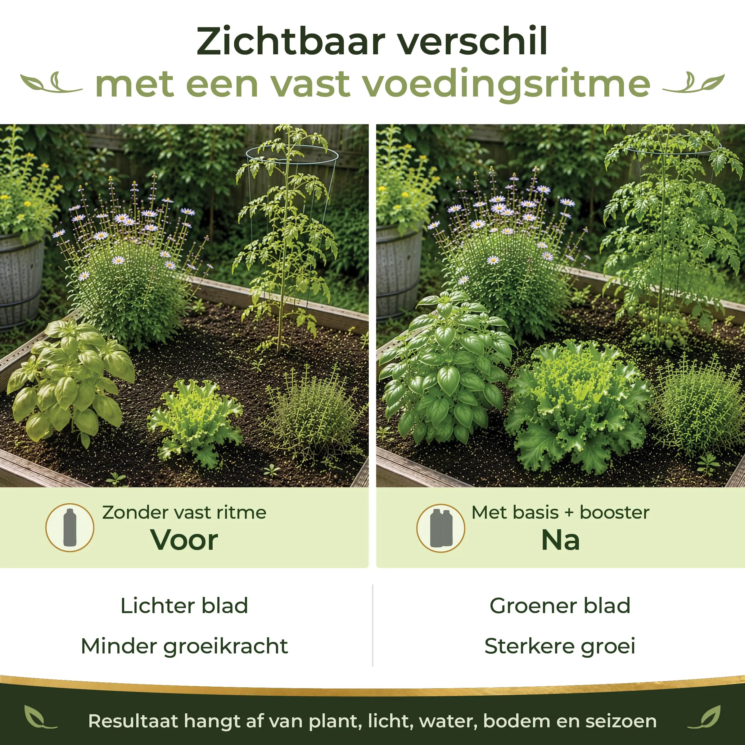 Before and after comparison showing greener leaves and stronger growth in garden plants with a consistent feeding routine