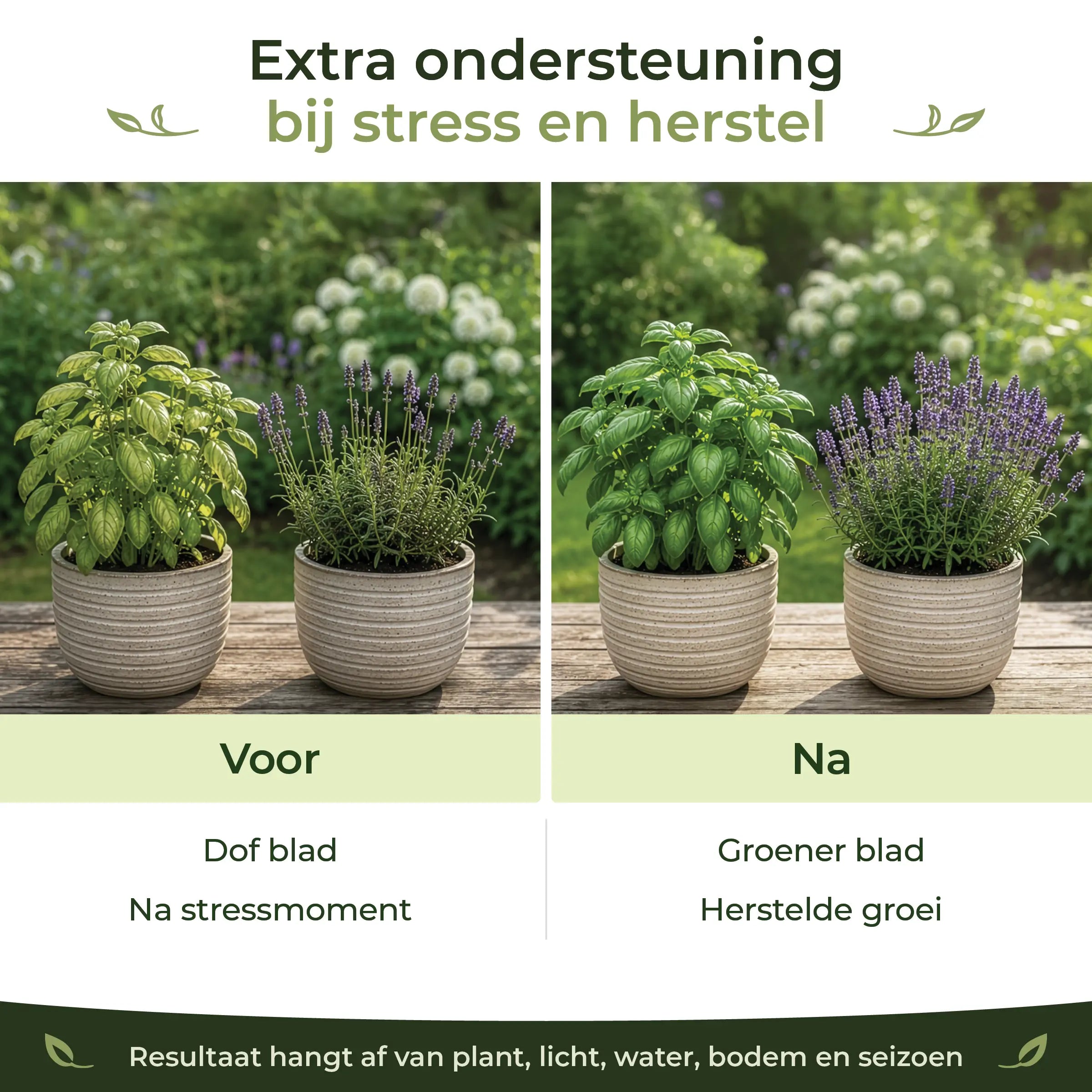Before and after comparison showing greener leaves and recovered growth in basil and lavender after stress with Sea-Prime support