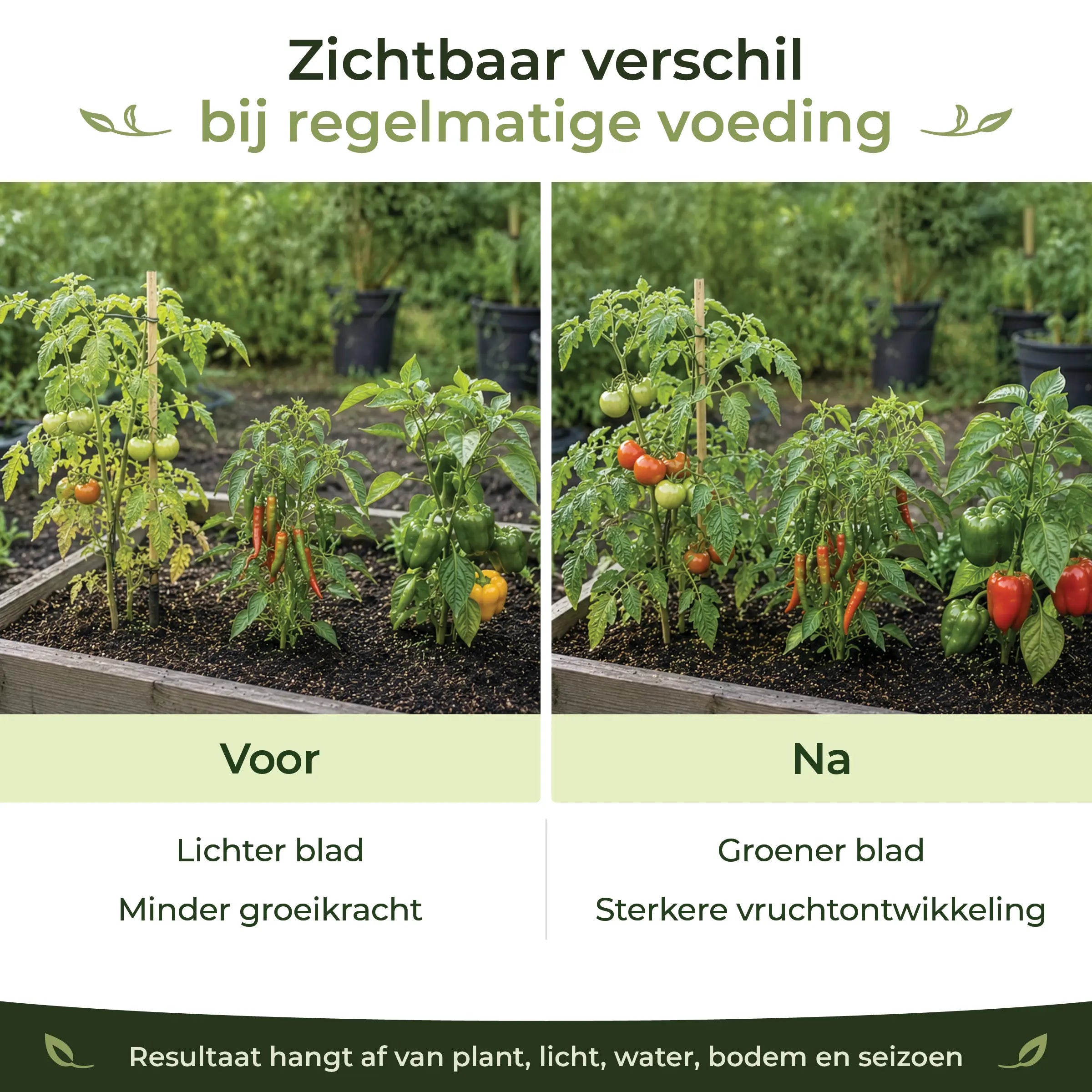 Before and after comparison showing greener leaves and stronger fruit development in tomatoes, chiles and peppers with regular feeding